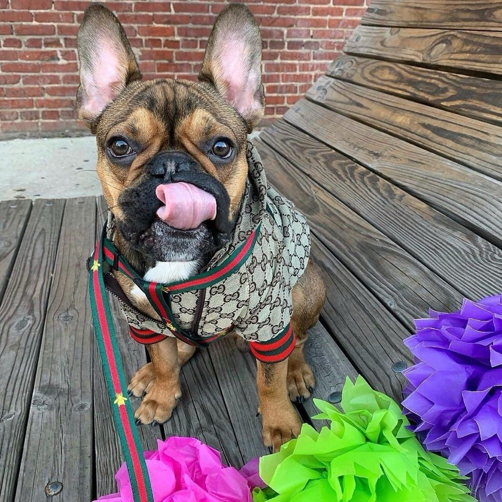 Beautiful inspired G doggy coat.  Message size - Picture 4 of 8